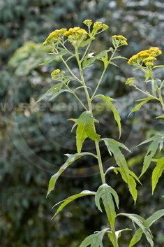 Neurolaena lobata