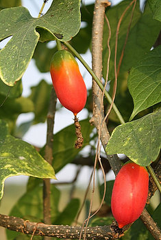 Scharlakansgurka